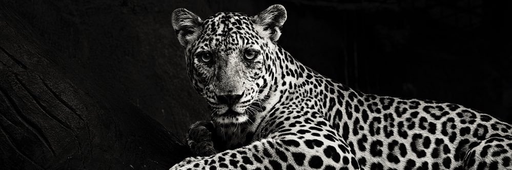 ayerivan's profile banner image