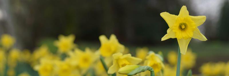 Caroline_P_Roy's profile banner image