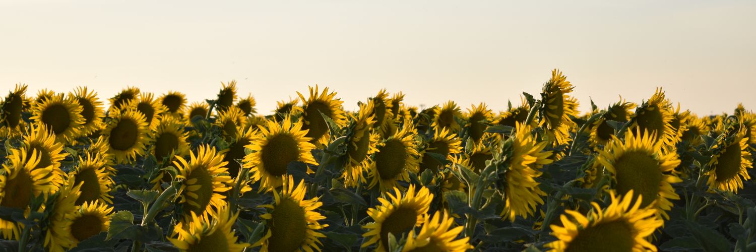 Jennqhua's profile banner image