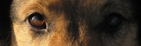 siepke88's profile banner image