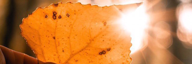 TempleHil's profile banner image