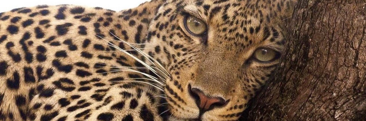 mccosttaa's profile banner image