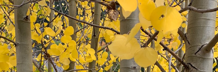 pipbigs's profile banner image