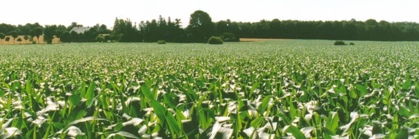 Terry Daynard banner