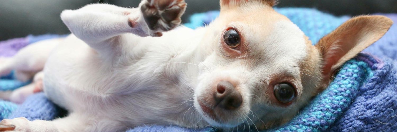 CCRT_Chihuahua's profile banner image
