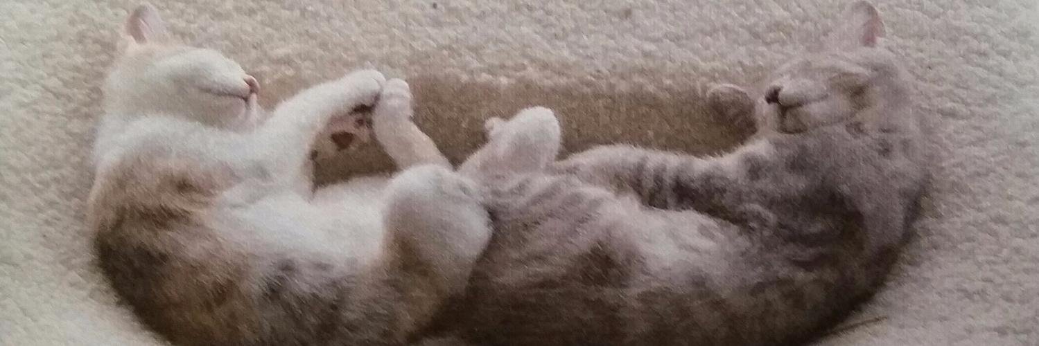 CatScratchin's profile banner image
