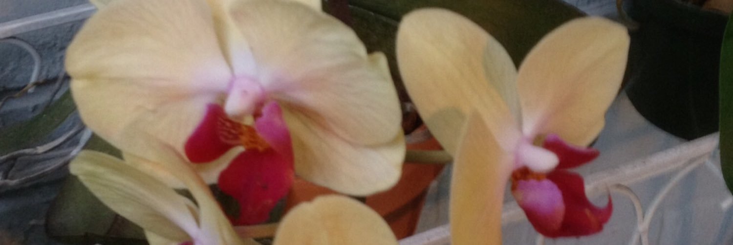 SSFoster's profile banner image