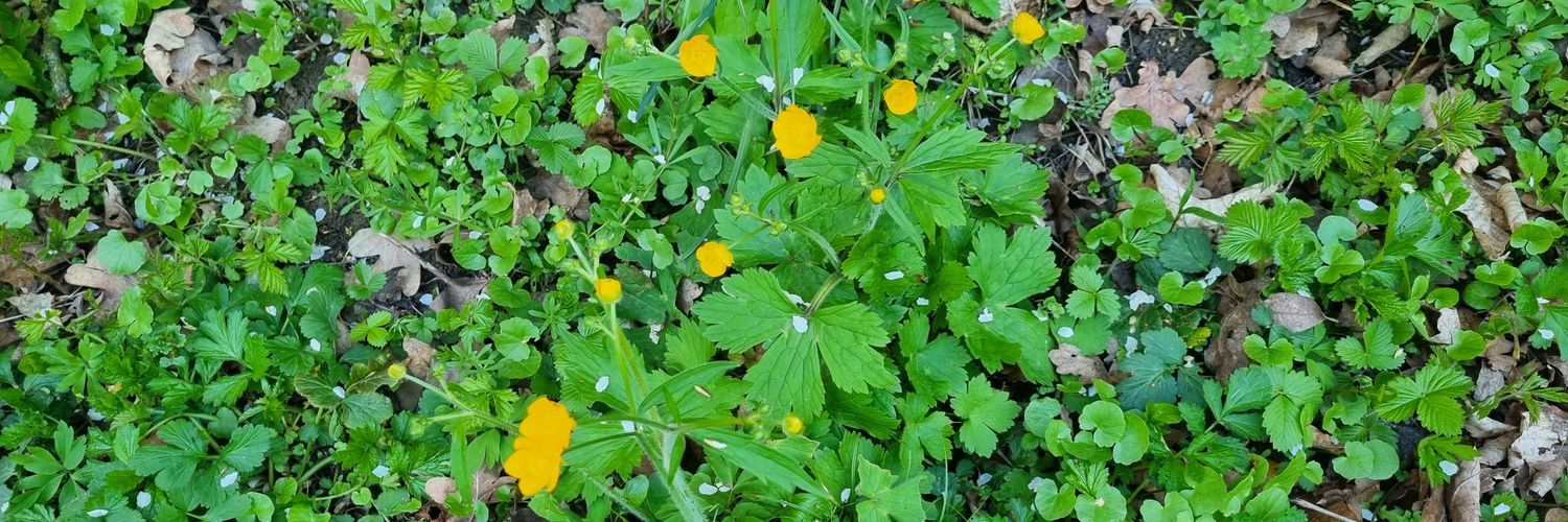 ☮ 🕎✝☪🎈 banner