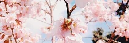 Spring_ME_17B's profile banner image