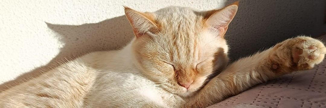 YatitoIsOnMars's profile banner image