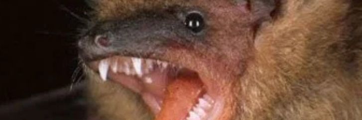 BatRecords's profile banner image
