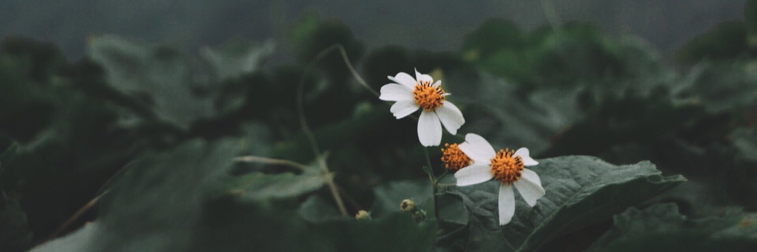 Mellowly412's profile banner image