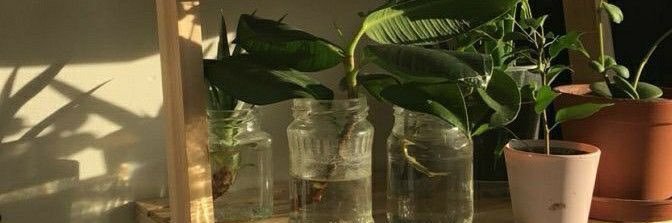 aleeah_cabot's profile banner image