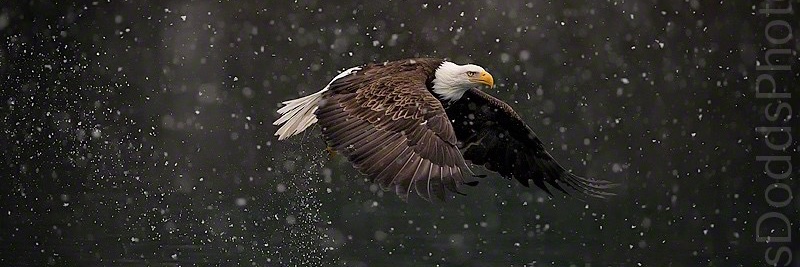 GodBlessAmerica! banner