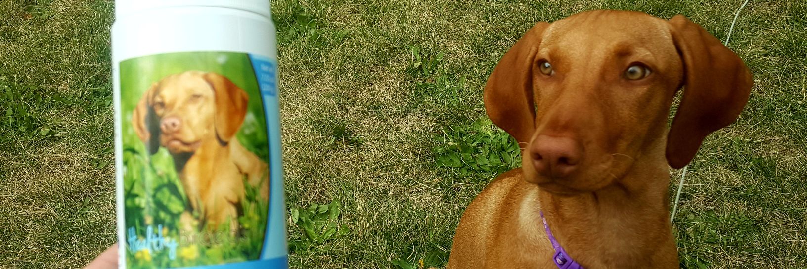 RachelHaugley's profile banner image