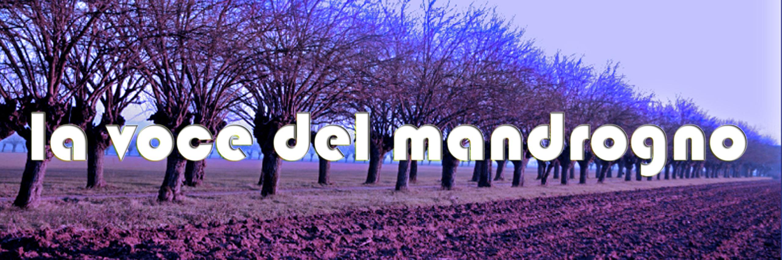 Mandrogna's profile banner image