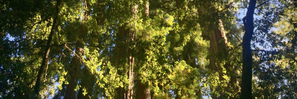 Seattle Mike 🥥🌴🇺🇸 banner