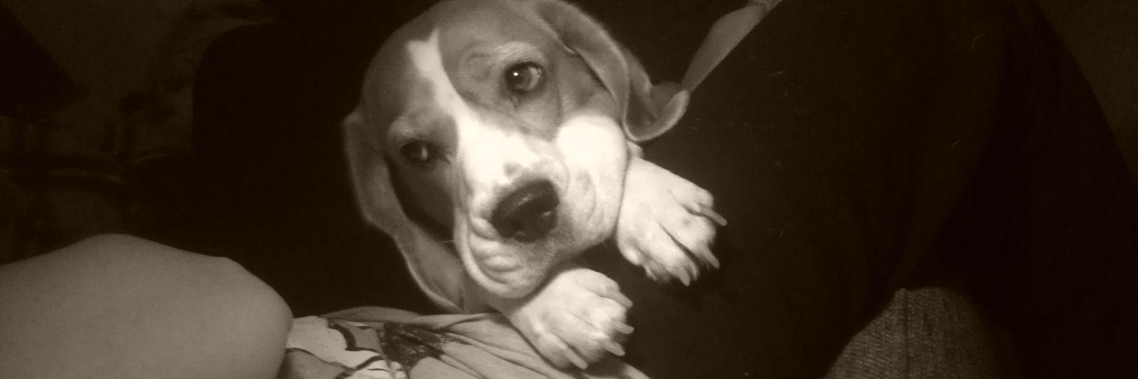 Direction_sGirl's profile banner image