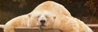DeSquidge's profile banner image