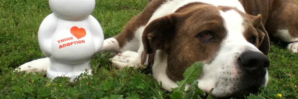AfSDogs's profile banner image
