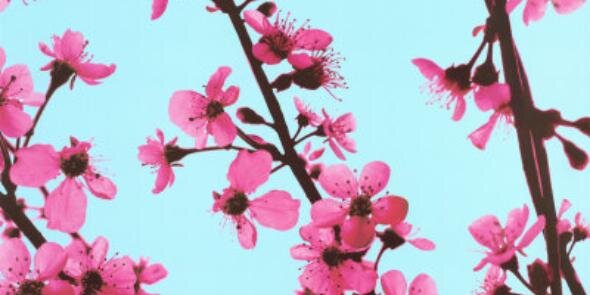 yes mejia guarnero banner