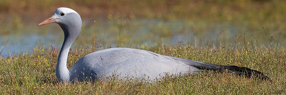 overbergcrane's profile banner image