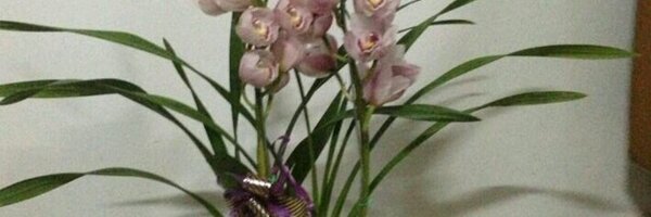 ruthdemoab Profile Banner