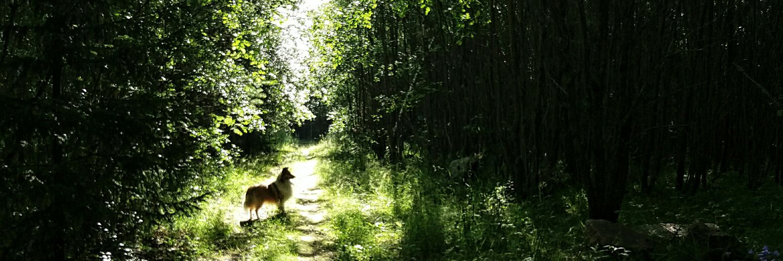 Winstonvonfluff's profile banner image