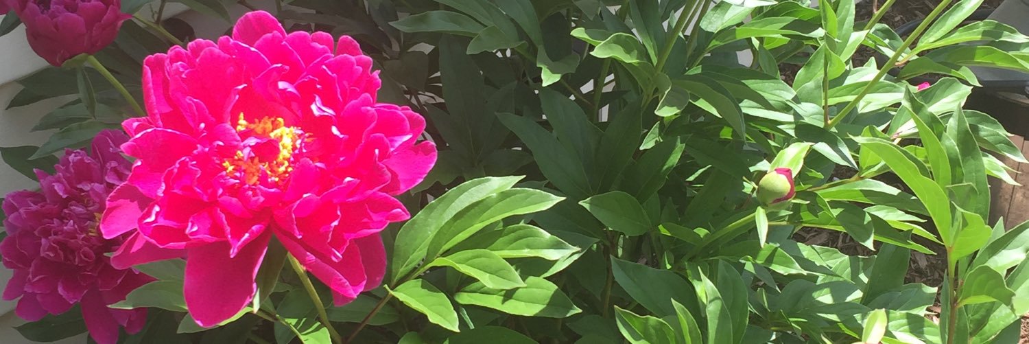 SHolla25's profile banner image