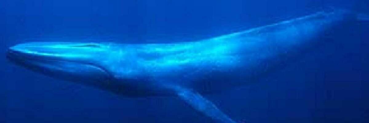 Philippe Bruno banner