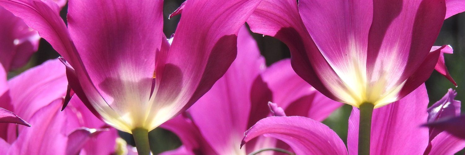 sharon_forsyth's profile banner image