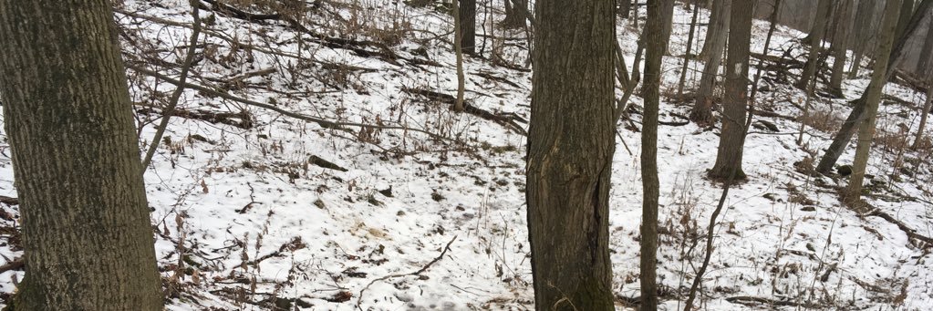 hunter_alison's profile banner image