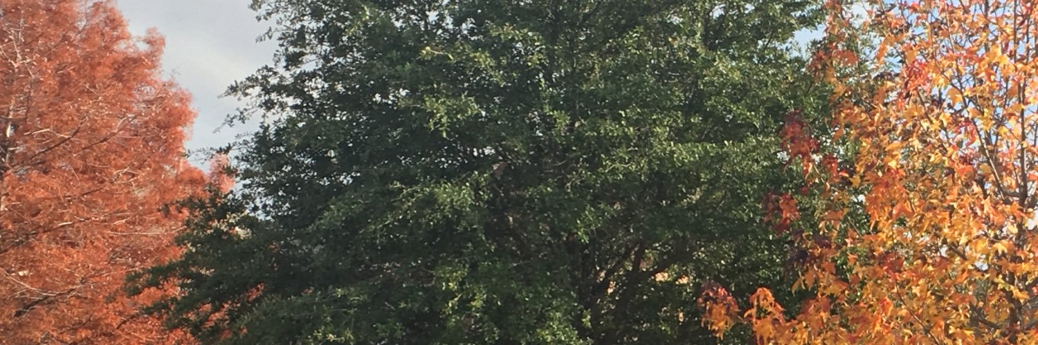 quell_baum's profile banner image