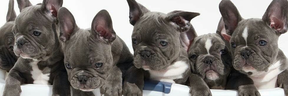 Daily_Frenchie's profile banner image