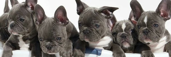 daily_frenchie Profile Banner