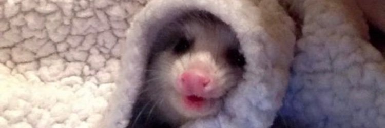 Lydifresh's profile banner image