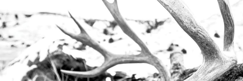 BlackEagleArrows banner