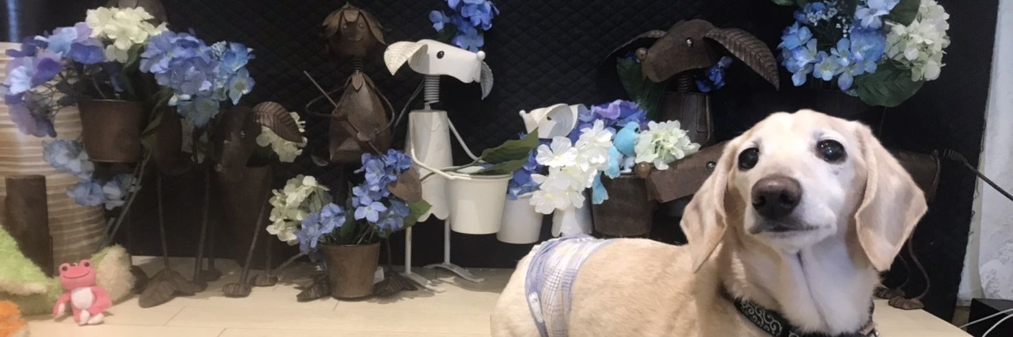 ayae0305's profile banner image