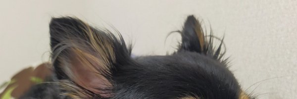 lazyeclair Profile Banner