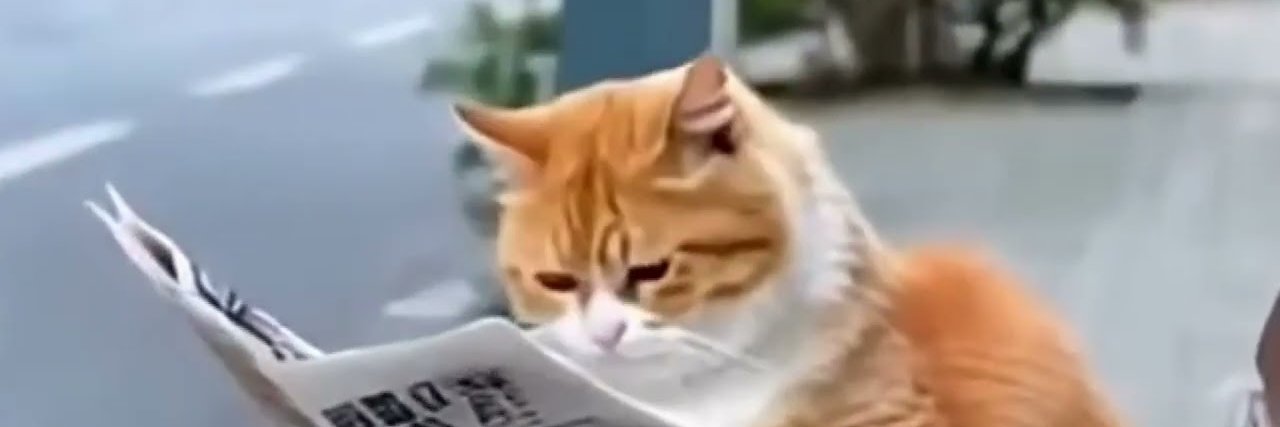 ˶˃ NewsCat 📰🗞️NO DMs˂˶'s banner