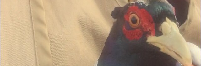 Nitobandito's profile banner image