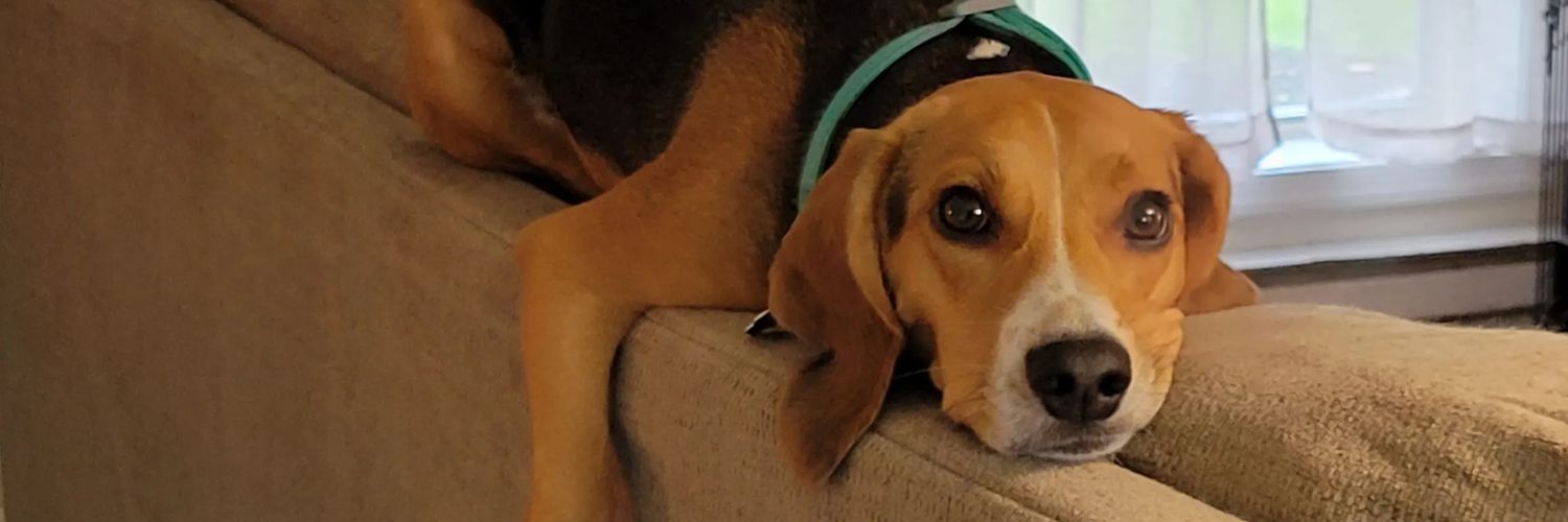 Brooke 🐶 | UGC Creator banner