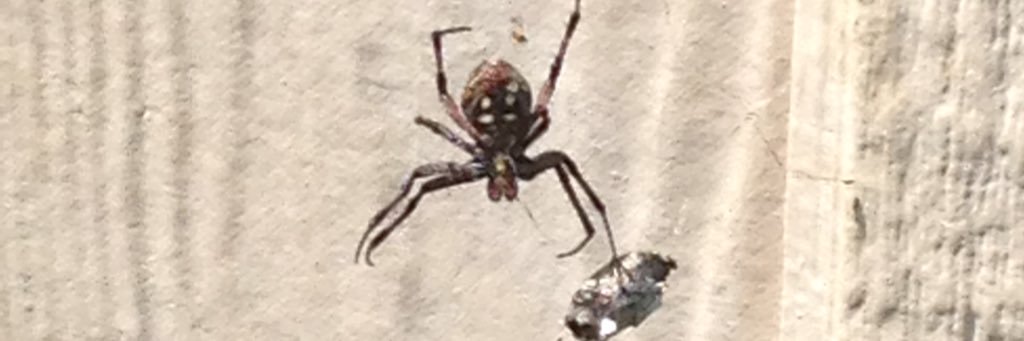 Bugs on the Run banner