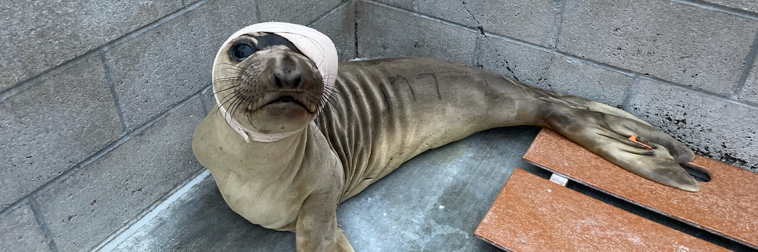 Marine Mammal Care Los Angeles | marinemammalcare banner