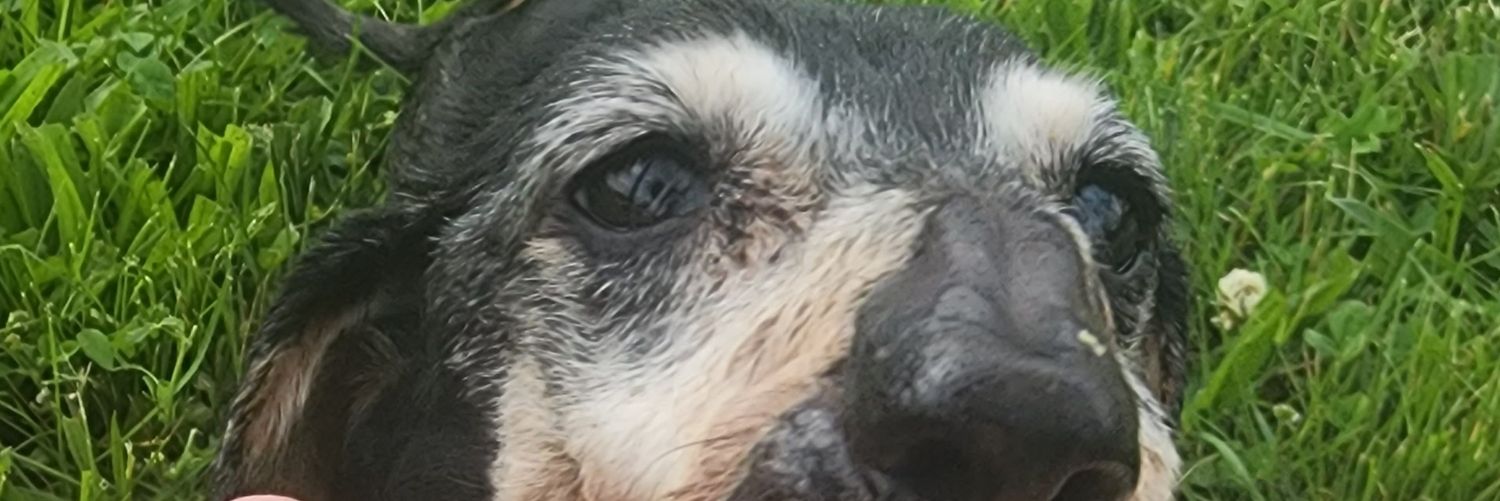 primeHeifer's profile banner image