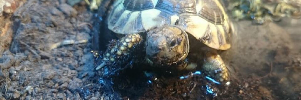 TortProtection's profile banner image