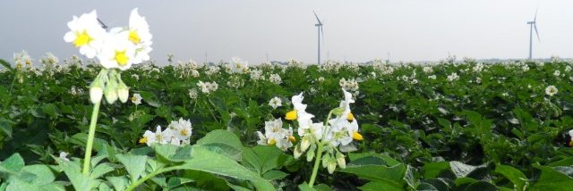 Olaf van Campen banner