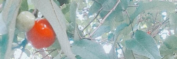 marivitoriafig's profile banner image