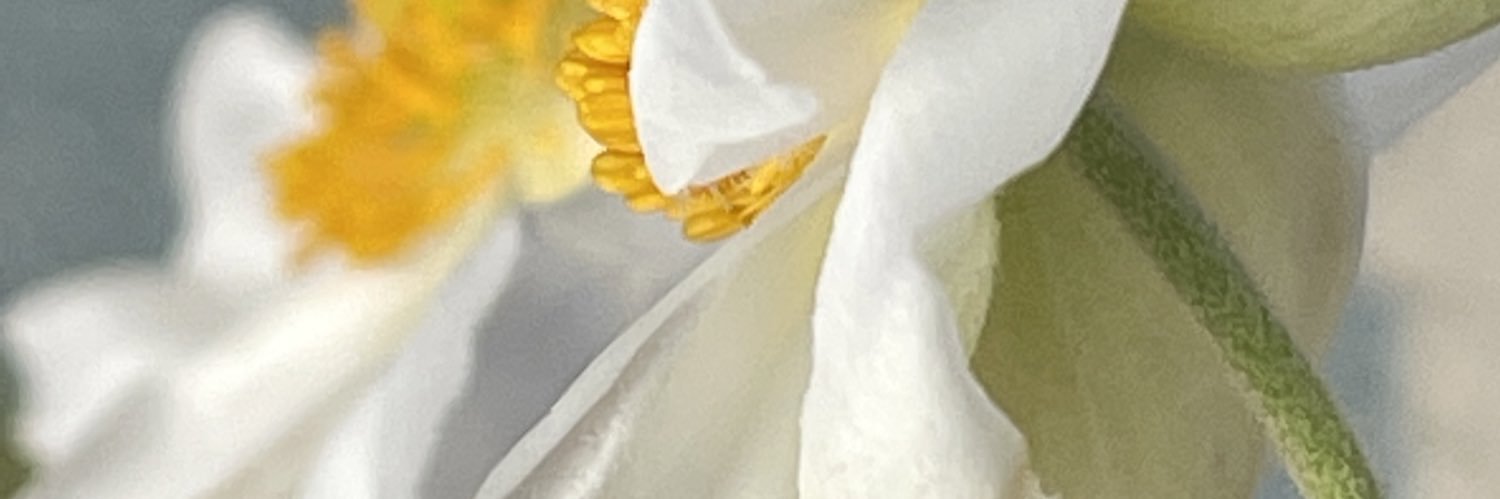 mihanupuca's profile banner image