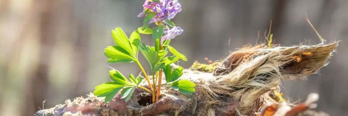 doberceli's profile banner image